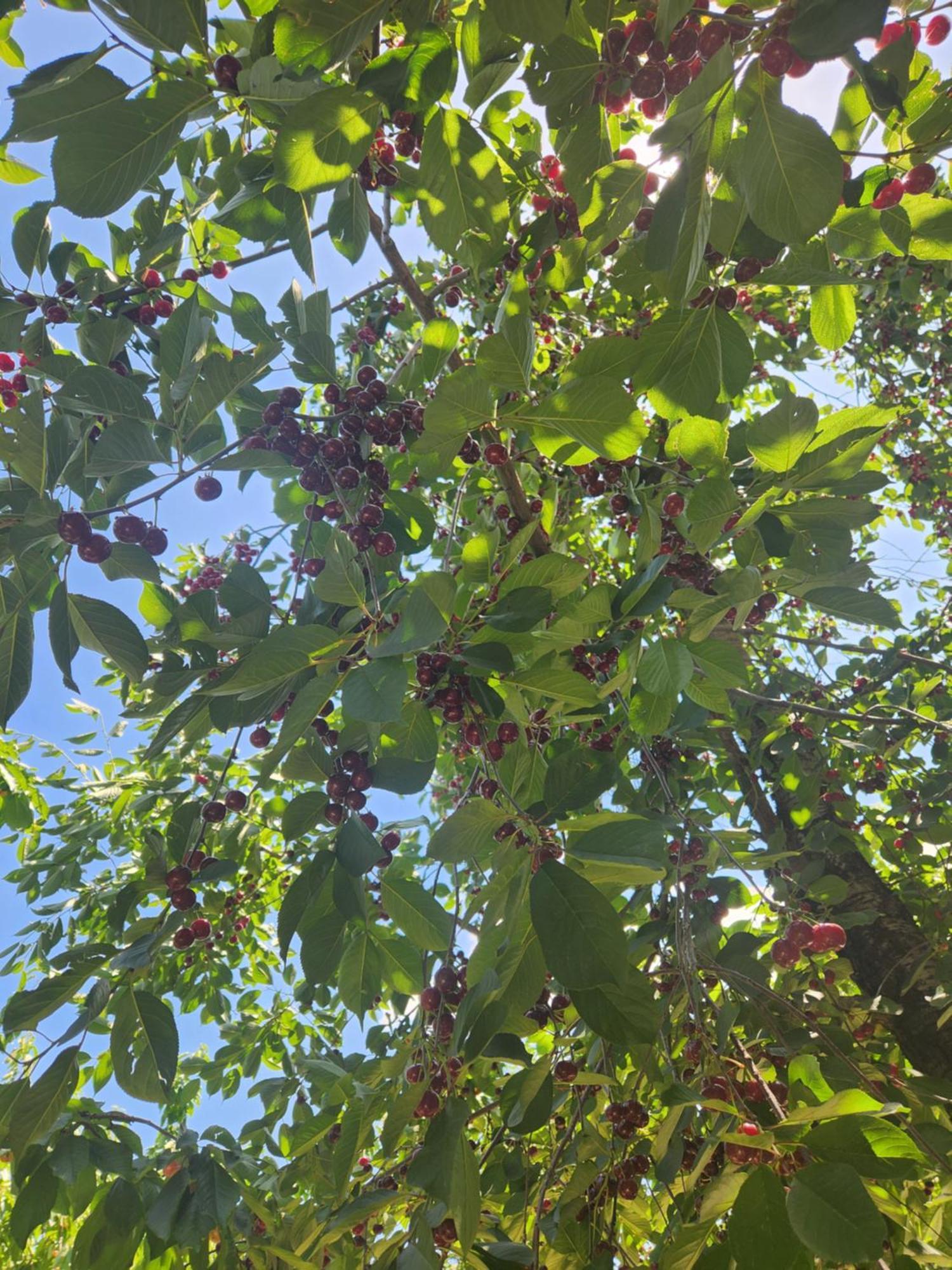 Вилла Вилла Garni Nature Номер фото